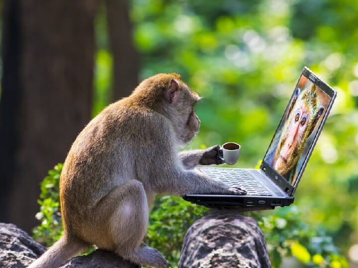 Web Hosting Monkey